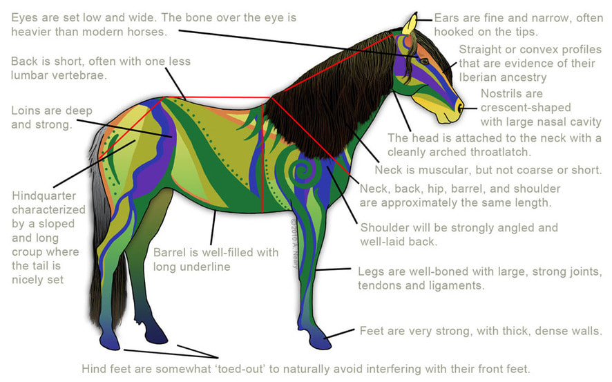 Artistic representation and descriptions of the Spanish Mustang's conformation