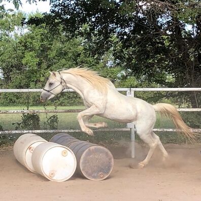 Jumping 4 barrels