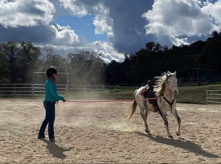 Lisa Calder Natural Horsemanship training