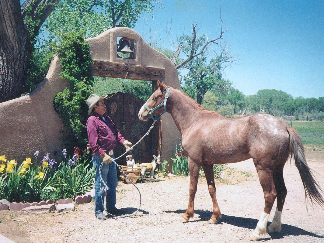 Joty Baca training a fine Colonial Spanish Baca Chica Horse