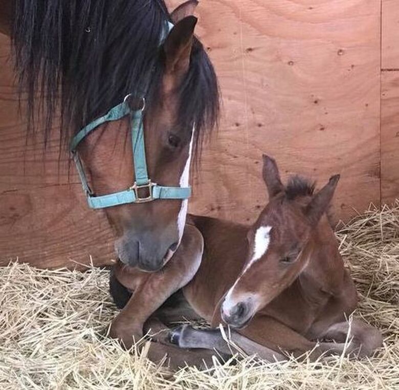 Newborn Baca foal