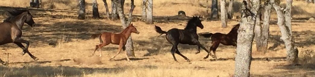 Running herd