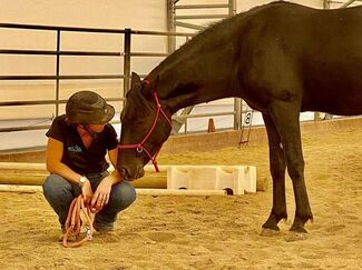 Woman & Baca Horse communication