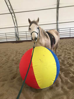 Natural Horsemanship training