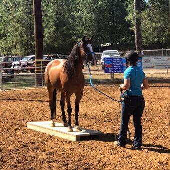 Lisa Calder Natural Horsemanship training