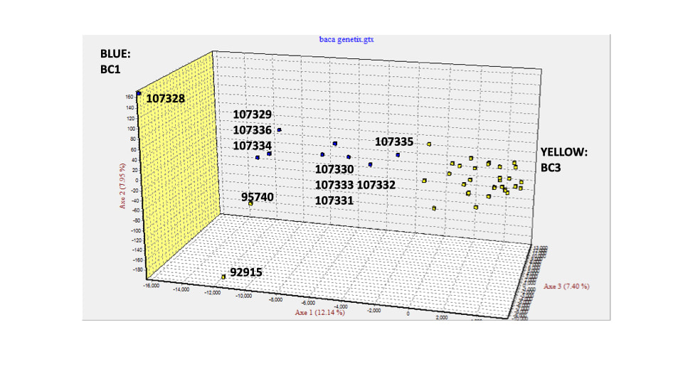 Scatter Plot